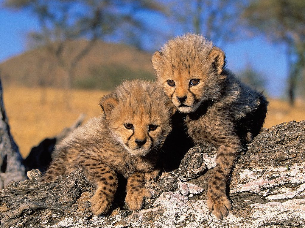 Cheetah Cubs, Africa